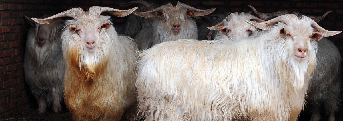 Cabras de cachemira, el origen de la fibra de nuestras mantas